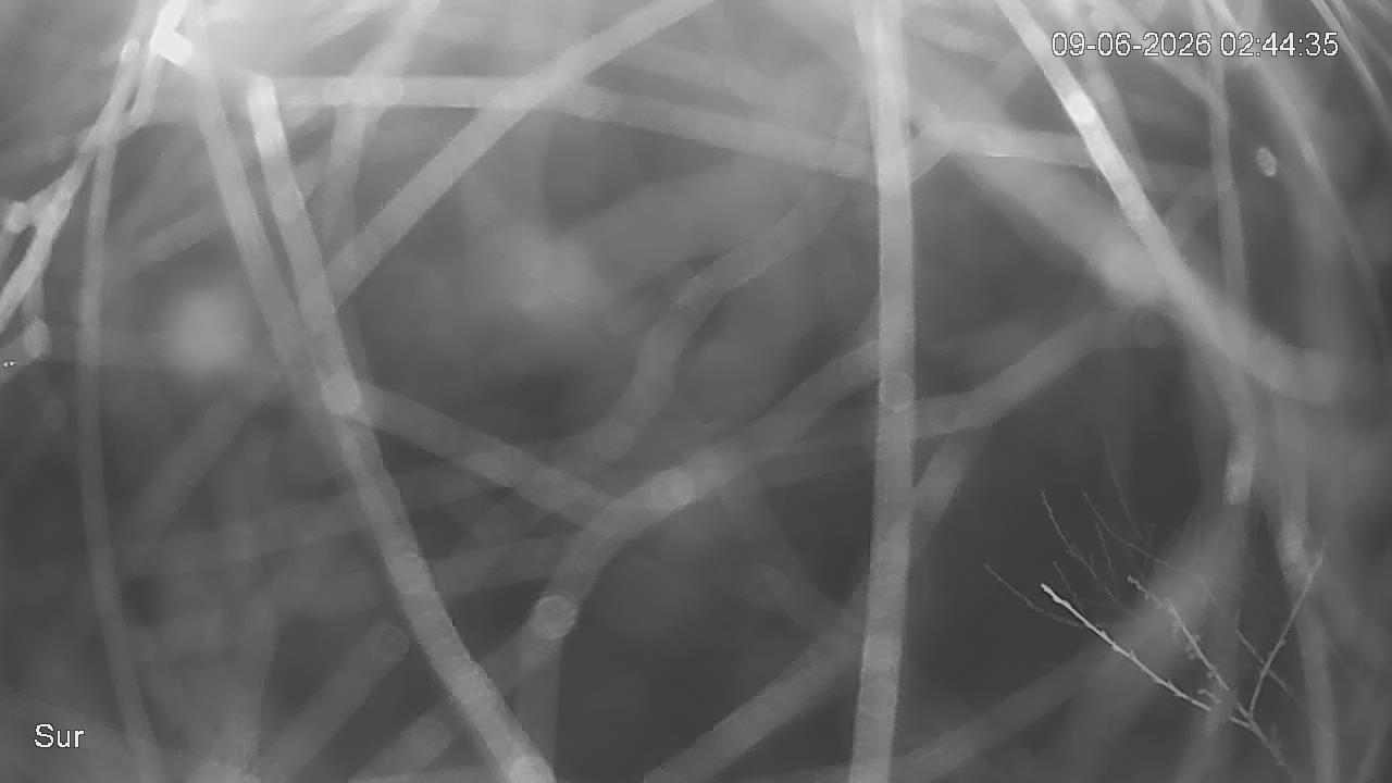 NVR_ch2_20260609024436_T.jpg