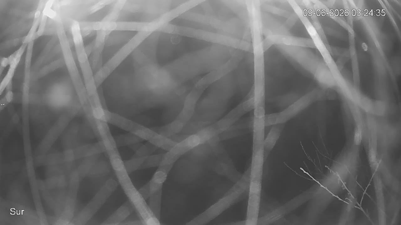 NVR_ch2_20260609032436_T.jpg