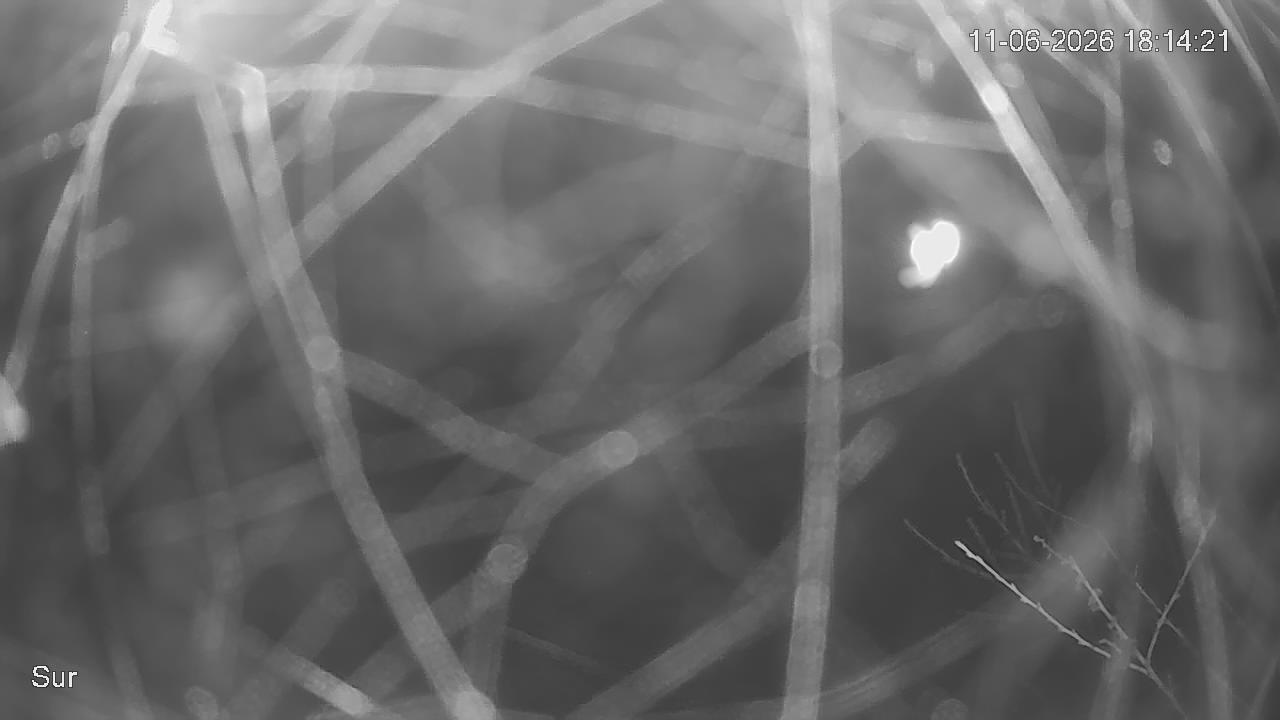 NVR_ch2_20260611181421_T.jpg
