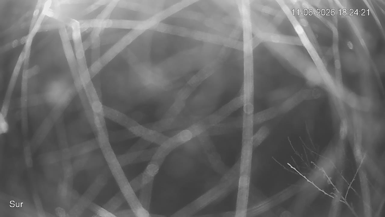 NVR_ch2_20260611182421_T.jpg