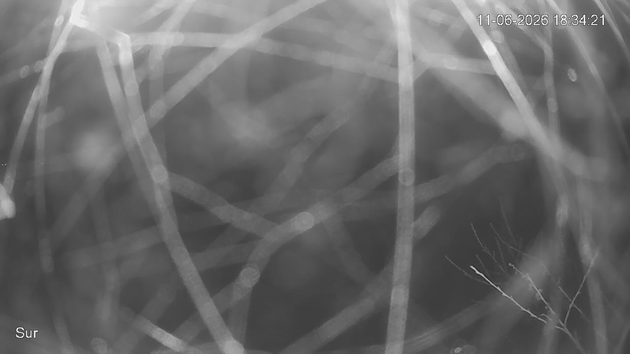 NVR_ch2_20260611183421_T.jpg