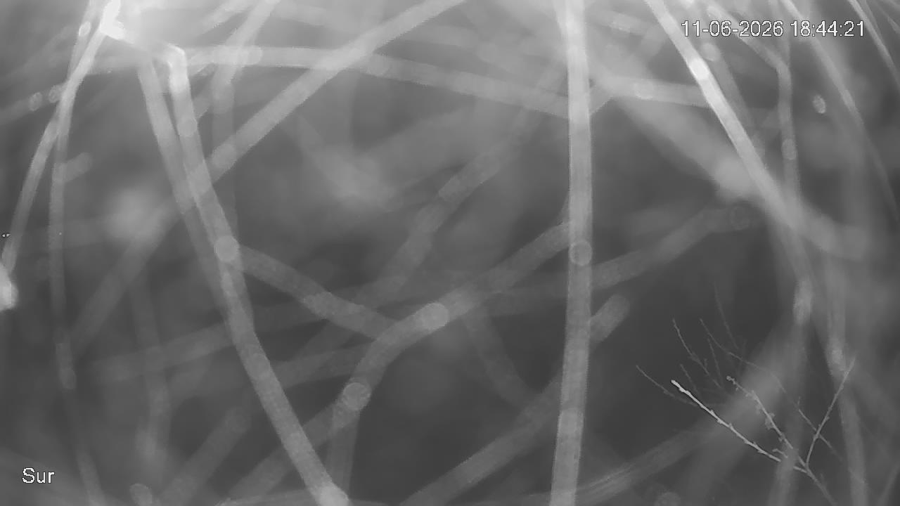 NVR_ch2_20260611184421_T.jpg