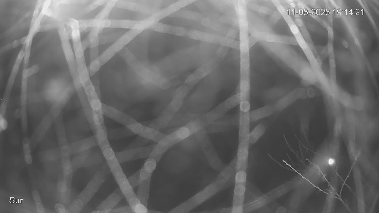 NVR_ch2_20260611191421_T.jpg